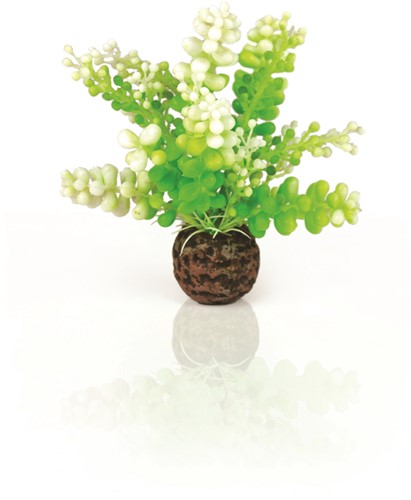 BiOrb Aquarium Caulerpa groen