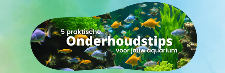 5 praktische onderhoudstips