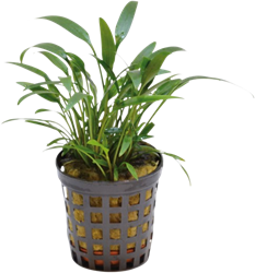 AquaVitaal Cryptocoryne Amicorum 