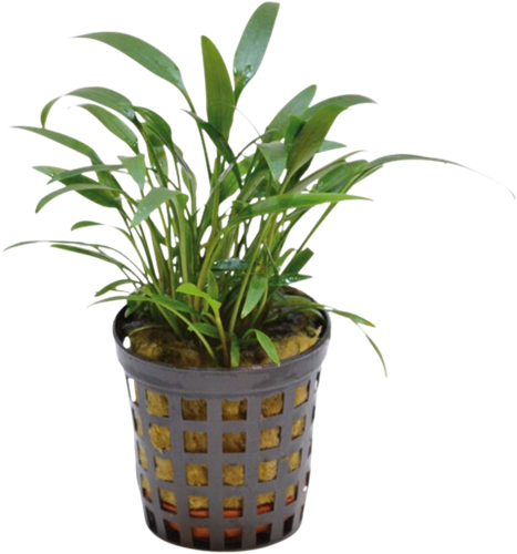 AquaVitaal Cryptocoryne Amicorum 