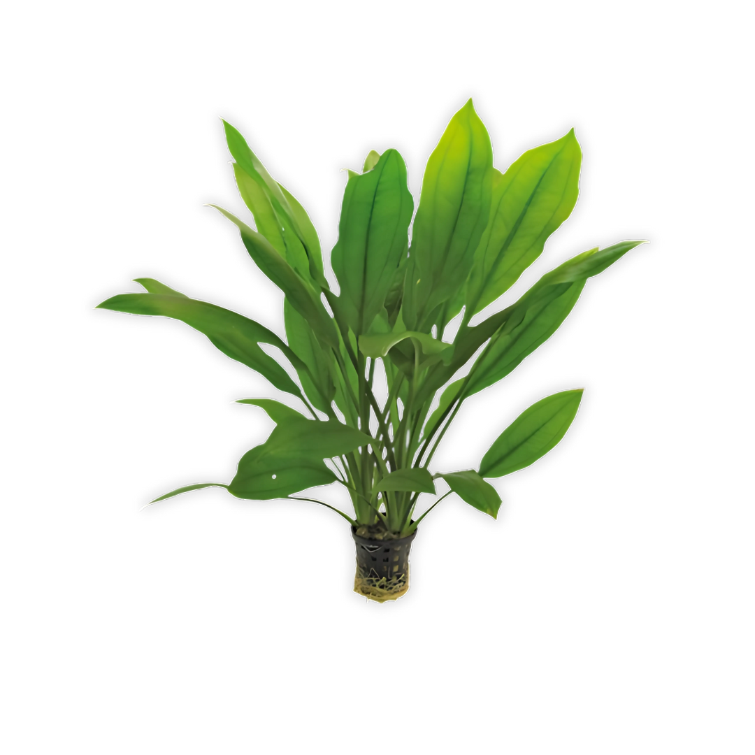 2025 - AP - Voorpag - Homecat 06 - Waterplanten