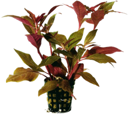 AquaVitaal Alternanthera Cardinalis