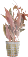 AquaVitaal Alternanthera Cardinalis-2