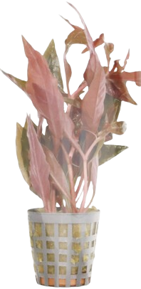 AquaVitaal Alternanthera Cardinalis-2
