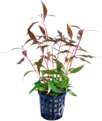 AquaVitaal Alternanthera Reinecki Mini