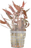 AquaVitaal Alternanthera Reinecki Mini-2