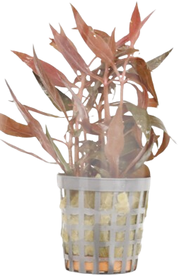 AquaVitaal Alternanthera Reinecki Mini-2