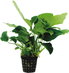 AquaVitaal Anubias Barteri Var. Nana