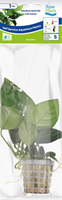 AquaVitaal Anubias Barteri Var. Nana-2