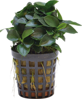 AquaVitaal Anubias Nana Bonzai 