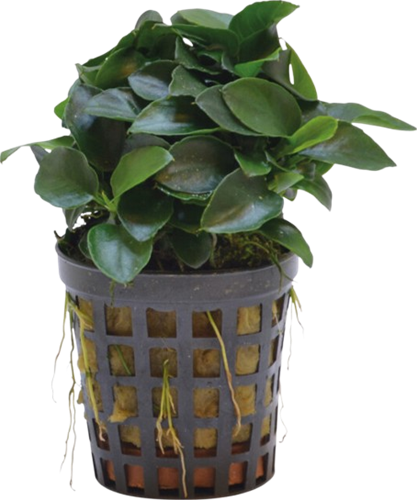 AquaVitaal Anubias Nana Bonzai 