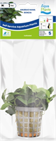 AquaVitaal Anubias Nana Bonzai -2