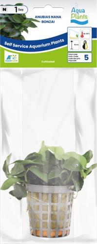 AquaVitaal Anubias Nana Bonzai -2