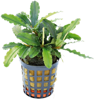 AquaVitaal Bucephalandra Theia Green