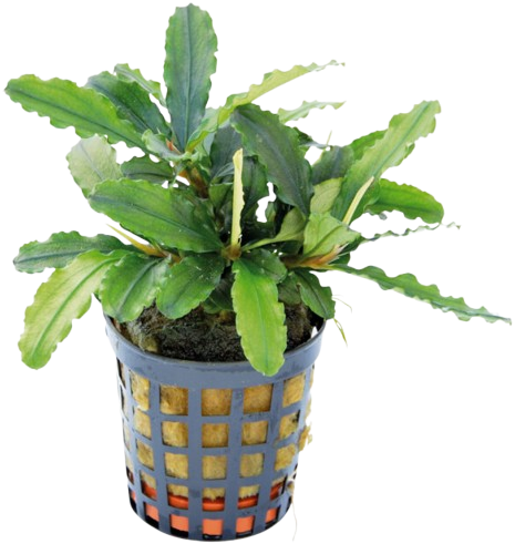 AquaVitaal Bucephalandra Theia Green