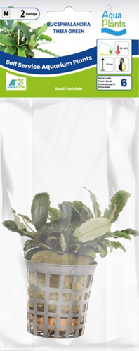 AquaVitaal Bucephalandra Theia Green-2