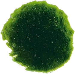 AquaVitaal CladoPhora 6 st. / Mosbol 6 stuks 