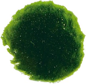 AquaVitaal CladoPhora 6 st. / Mosbol 6 stuks 