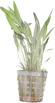 AquaVitaal Cryptocoryne Amicorum -2