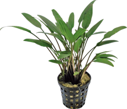 AquaVitaal Cryptocoryne Nevelli