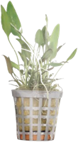 AquaVitaal Cryptocoryne Nevelli-2