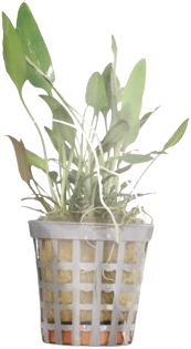 AquaVitaal Cryptocoryne Nevelli-2