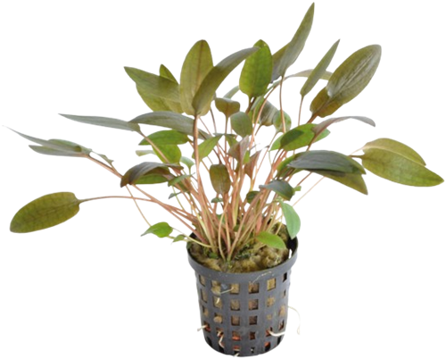 AquaVitaal Cryptocoryne Wendtii Bruin