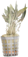 AquaVitaal Cryptocoryne Wendtii Bruin-2