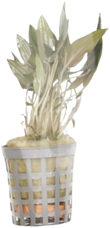 AquaVitaal Cryptocoryne Wendtii Bruin-2