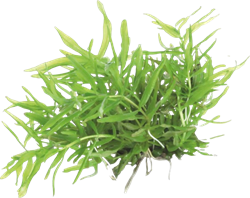 AquaVitaal Easy Grow Didiplis Diandra