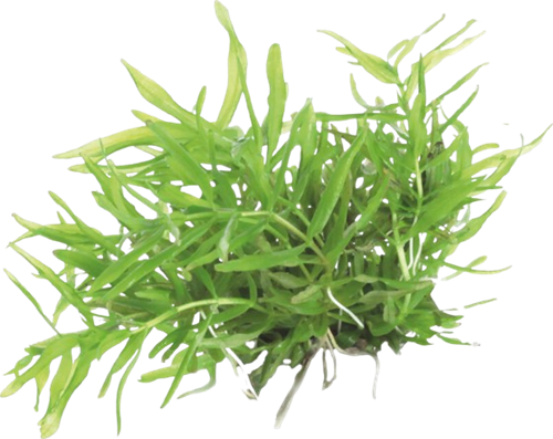 AquaVitaal Easy Grow Didiplis Diandra