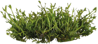AquaVitaal Easy Grow Gratiola Viscidula