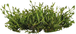 AquaVitaal Easy Grow Gratiola Viscidula