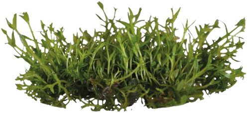 AquaVitaal Easy Grow Gratiola Viscidula
