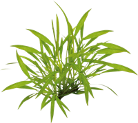 AquaVitaal Easy Grow Helanthium Tenellum