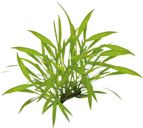 AquaVitaal Easy Grow Helanthium Tenellum