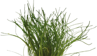 AquaVitaal Easy Grow Lilaeopsis Mauritiana