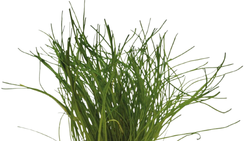AquaVitaal Easy Grow Lilaeopsis Mauritiana