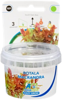 AquaVitaal Easy Grow Rotala Macrandia-2