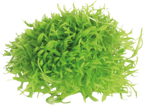AquaVitaal Easy Grow Utricul. Graminifolia