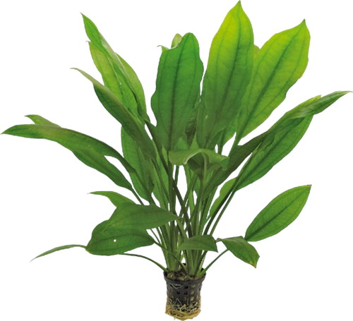 AquaVitaal Echinodorus Bleheri
