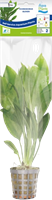 AquaVitaal Echinodorus Bleheri-2