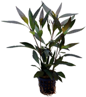 AquaVitaal Hygrophila Guanensis 