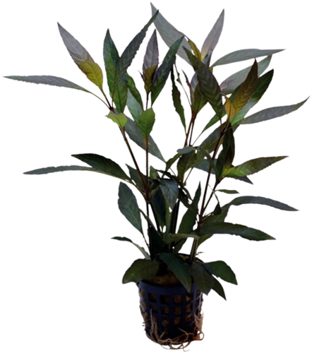 AquaVitaal Hygrophila Guanensis 