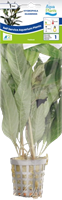 AquaVitaal Hygrophila Guanensis -2