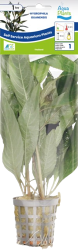 AquaVitaal Hygrophila Guanensis -2