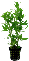 AquaVitaal Hygrophila Polysperma