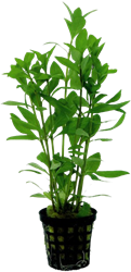 AquaVitaal Hygrophila Polysperma