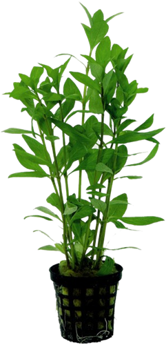 AquaVitaal Hygrophila Polysperma
