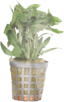 AquaVitaal Hygrophila Polysperma-2